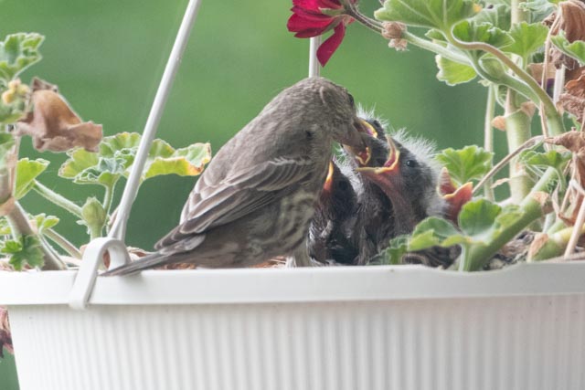 Baby birds in flowers